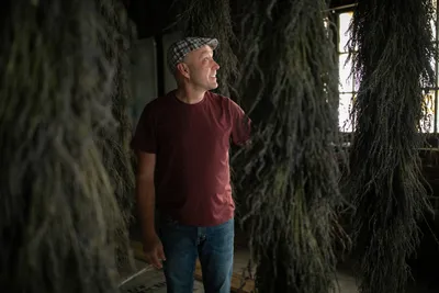 Mark Ponchak, a lavender farmer in McConnellsville, OH, with his drying lavender in the attic of his brotherâs brewery on November 6, 2023.